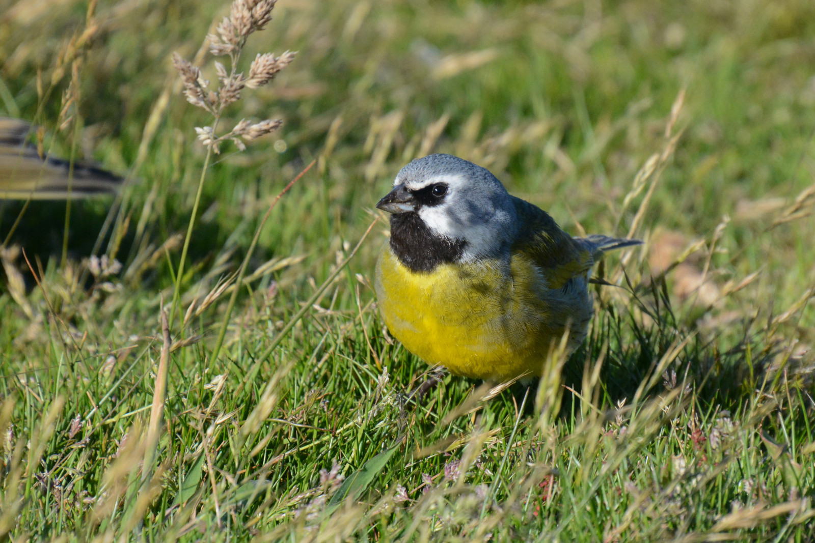 image White-bridled Finch